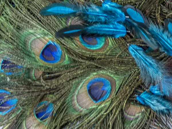 Peafowl Include Three Species Birds Genera Pavo Afropavo Phasianidae Family — Stock Photo, Image