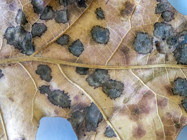 Autumn Leaves Close Oak Leaf — Stock Photo, Image