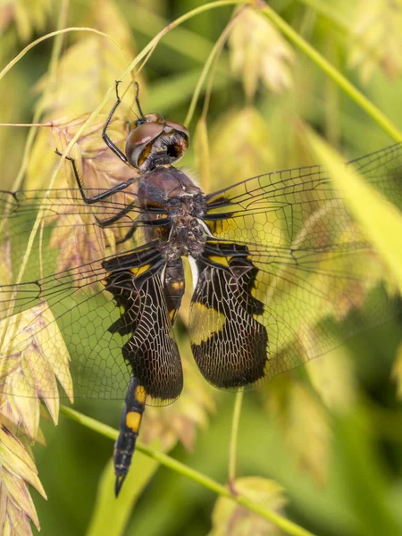黑鞍囊 Tramea Lacerata 是一个品种的撇嘴蜻蜓发现在北部来自美国 — 图库照片