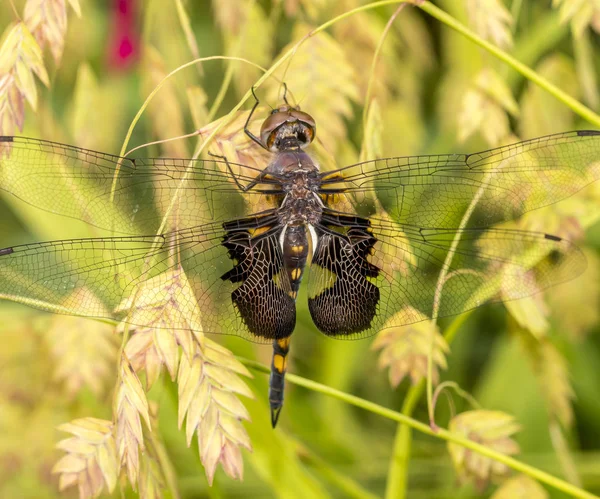 Zwarte Saddlebags Tramea Lacerata Een Geslacht Van Skimmer Dragonfly Verspreid — Stockfoto