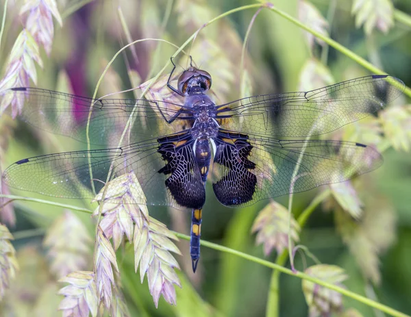 Borse Sella Nere Tramea Lacerata Una Specie Schiumatoio Libellula Che — Foto Stock