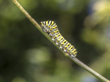 Papilio polyxenes, Doğu siyah swallowtail, Amerikan swallowtail veya yabani havuç swallowtail kelebek tırtıl olduğunu