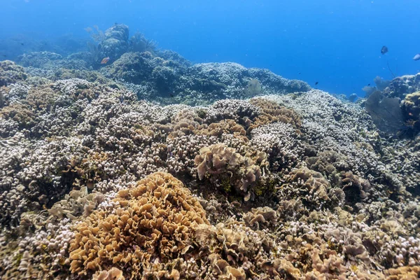 Коралловый Риф Карбийском Море Берегов Роатана — стоковое фото