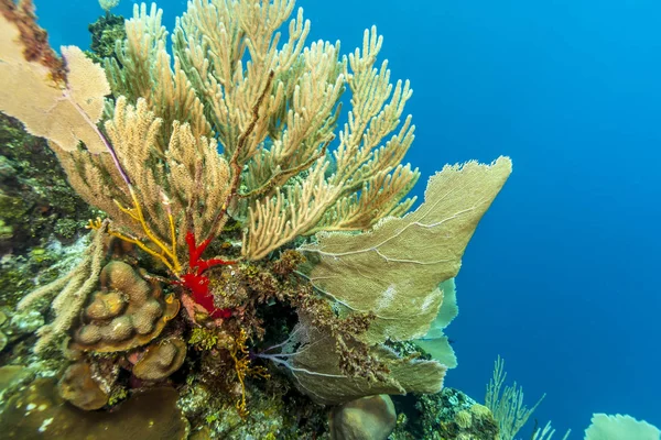 Korallrev Carbiiean Havet Utanför Kusten Roatan — Stockfoto