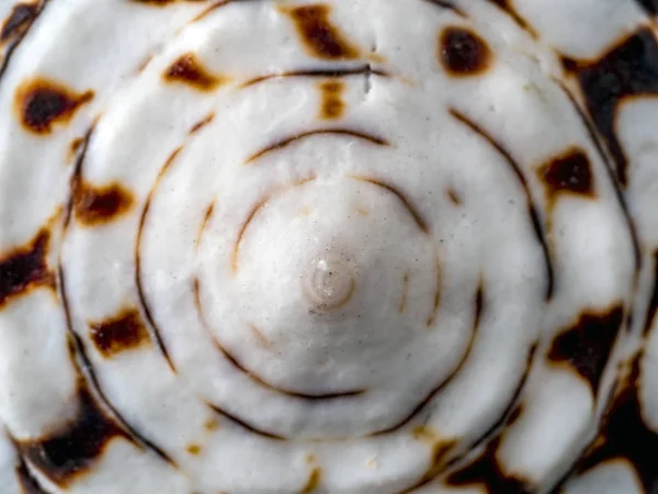 Närbild Konen Seashell Från Stilla Havet — Stockfoto