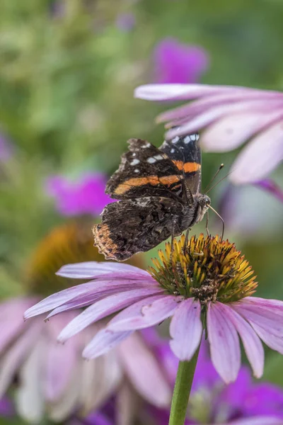 Vanessa Atalanta Almirante Vermelho Anteriormente Vermelho Admirável Borboleta Tamanho Médio — Fotografia de Stock