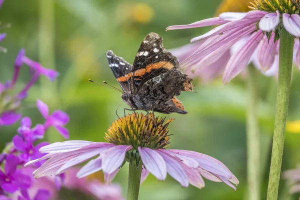 Vanessa atalanta, the red admiral or previously, the red admirable,medium-sized butterfly with black wings, orange bands, and white spots.