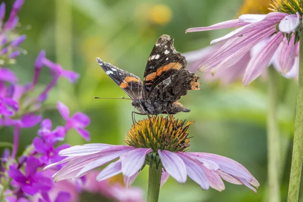 Vanessa Atalanta Amiralen Eller Tidigare Röda Beundransvärd Medelstor Fjärilen Med — Stockfoto