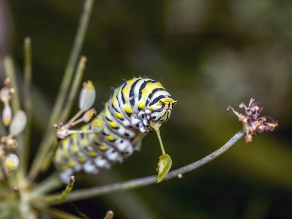 Papilio Polyxenes Wschodniej Czarny Swallowtail Swallowtail Amerykański Lub Papilio Pasternak — Zdjęcie stockowe
