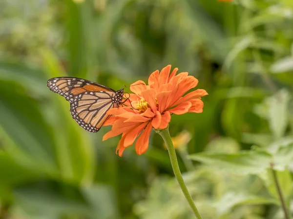 Monarch Butterfly Waga Danaid Jest Milkweed Motyl Podrodzina Danainae Rodziny — Zdjęcie stockowe