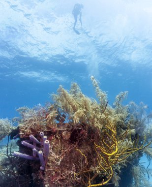 Carbiiean deniz kazası Roatan sahil su altında kapalı, mercan kayalığı