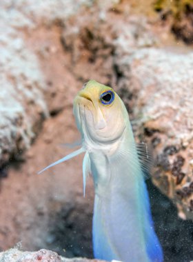Carbiiean deniz yellowhead jawfish, Opistognathus aurifrons, Coral reef jawfish mercan resifleri Karayip Denizi için yerel familyasından bir.