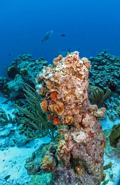 Arrecife Coral Naufragio Del Mar Carbiea Frente Costa Roatán Bajo — Foto de Stock