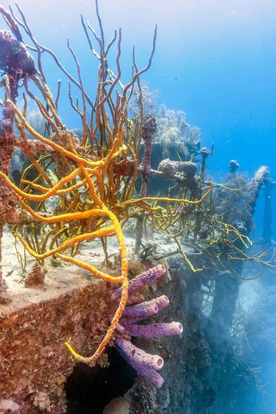 Arrecife Coral Naufragio Del Mar Carbiea Frente Costa Roatán Bajo —  Fotos de Stock