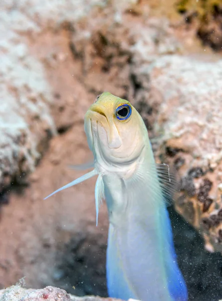 Carbiiean 海イエロー アゴアマダイ Opistognathus Aurifrons サンゴ礁はカリブの海のサンゴ礁にネイティブ アゴアマダイ属 — ストック写真