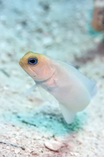 Rafa Koralowa Carbiiean Morza Yellowhead Jawfish Opistognathus Aurifrons Jest Gatunek — Zdjęcie stockowe