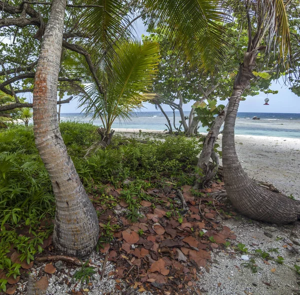 Litoral Praia Ilha Roatan Nas Ilhas Baía Honduras — Fotografia de Stock