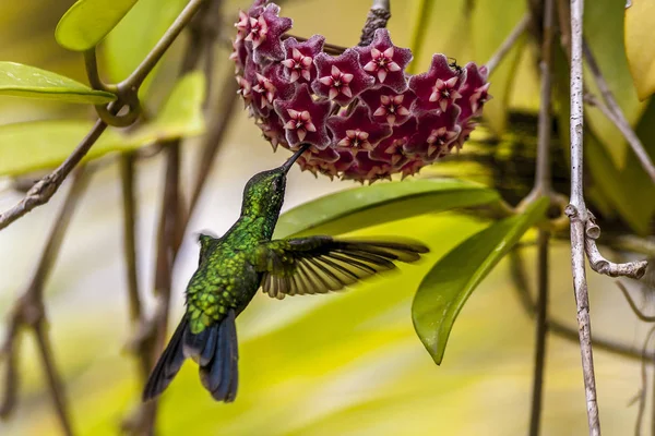 Colibríes Chiné Esmeralda Abeillia Abeillei También Conocidos Como Colibríes Abeille —  Fotos de Stock