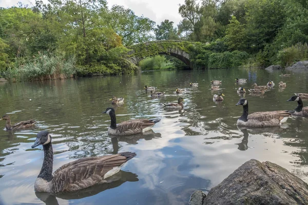 Jembatan Gapstow Adalah Salah Satu Ikon Central Park Manhattan New — Stok Foto