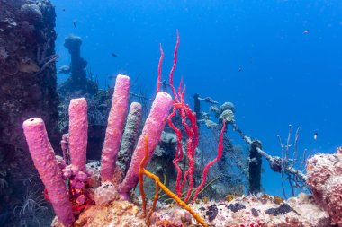 Mercan Carbiiean deniz kazası kıyısı açıklarında Roatan isnalnd içinde