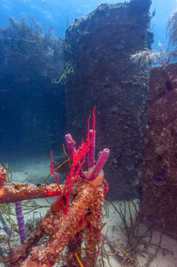 Mercan Carbiiean deniz kazası kıyısı açıklarında Roatan isnalnd içinde