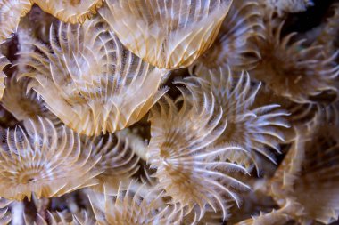 Carbiiean deniz sosyal tüy silgi Coral reef yakın çekim