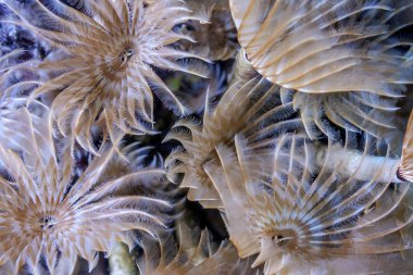 Carbiiean deniz sosyal tüy silgi Coral reef yakın çekim