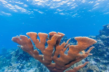 Carbiiean deniz Elkhorn mercan içinde Coral reef uo kapatın