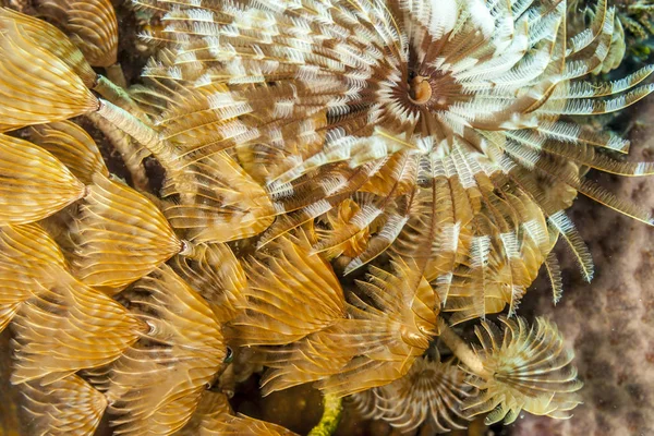 Korallenriff Karbiieschen Meeresraupenwurm — Stockfoto