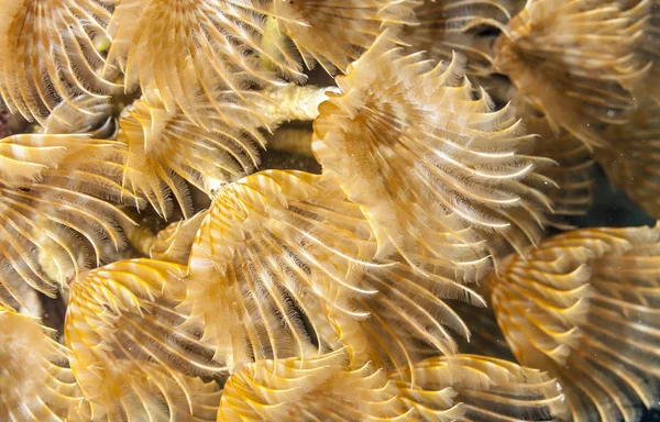 Коралові Рифи Carbiiean Море Соціальних Перу Пильовик Крупним Планом — стокове фото