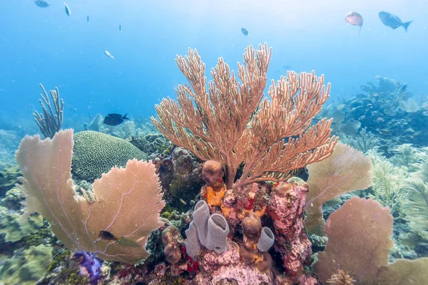 Korallenriff Karbiieschen Meer Garten Szene Der Meeresumwelt — Stockfoto