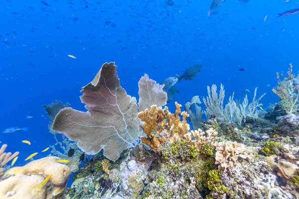 Coral Reef Carbiiean Sea Garden Scene Marine Enviorment — Stock Photo, Image