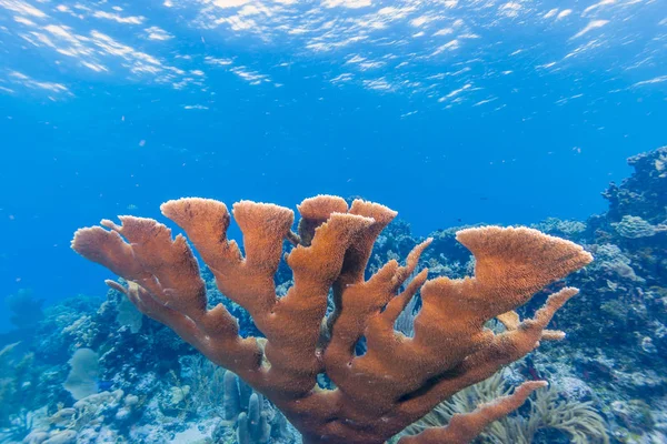 Coral Reef Carbiiean Tenger Elkhorn Korall Szoros — Stock Fotó