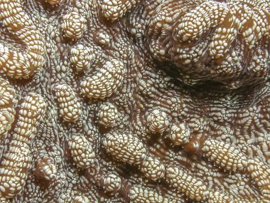 Mussidae taşlı mercan Scleractinia sırayla bir ailedir.