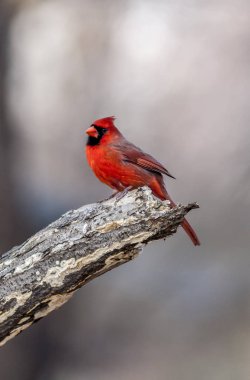 Kuzey Kardinal, Cardinalis cardinalis, cins Cardinalis içinde Kuzey Amerika bir kuştur; Bu da halk dilinde redbird veya ortak Kardinal olarak bilinen.