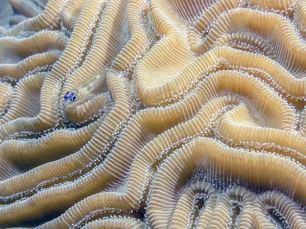 Arrecife Coral Mar Carbiano Coral Cerebral Con Menta Goby Coryphopterus —  Fotos de Stock