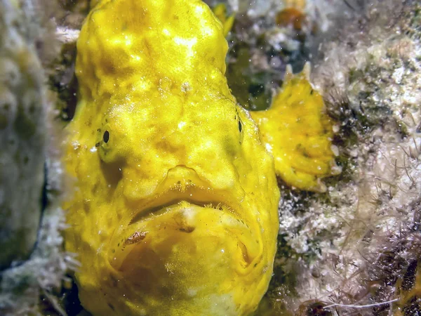 Békahalak Antennariidae Lophiiformes Rendhez Tartozó Ördöghalfélék Családjába Tartoznak — Stock Fotó