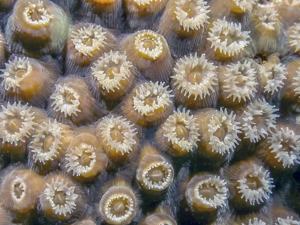 Korallenriff Karbiieschen Meer Montastraea Cavernosa Große Sternkoralle Sternkoralle Felsbrocken — Stockfoto