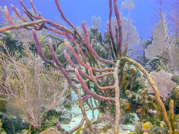 Coral Reef Carbiiean Sea — Stock Photo, Image