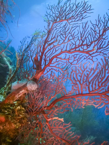 Carbiiean 바다에 산호초 가까이 — 스톡 사진