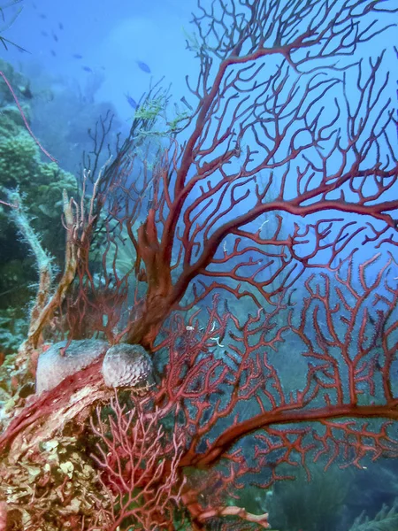 Arrecife Coral Mar Los Carbianos Primer Plano Gorgonian — Foto de Stock