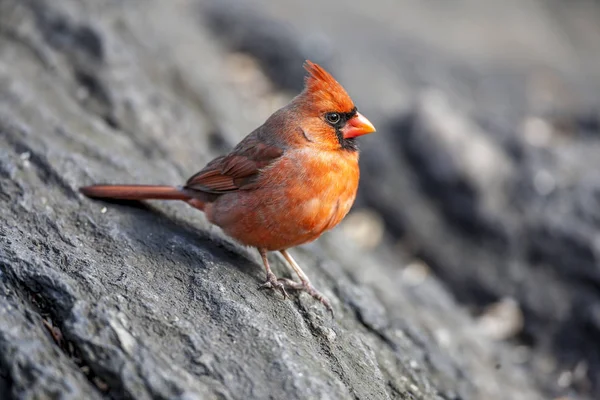 Norra Kardinal Cardinalis Cardinalis Nordamerikansk Fågel Släktet Cardinalis Det Också — Stockfoto