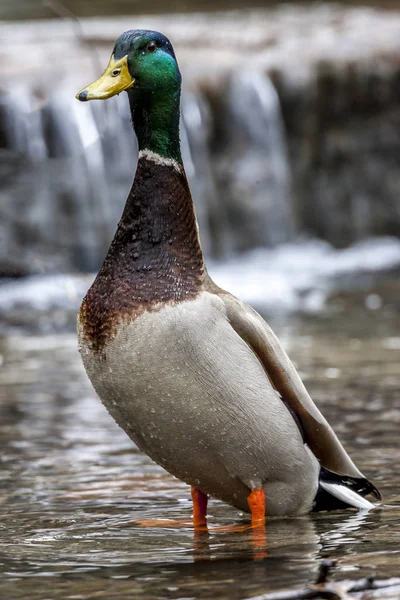 Mallard Wild Duck Anas Platyrhynchos Dabbling Duck — Stock Photo, Image