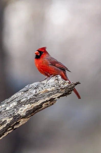 北红衣主教 Cardinalis Cardinalis 是北美洲鸟在 Cardinalis 它也知道口语作为红或共同的主教 — 图库照片