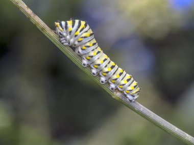 Papilio polyxenes, Doğu siyah swallowtail, Amerikan swallowtail veya yabani havuç swallowtail, çok Kuzey Amerika bulunan bir kelebek olduğunu.