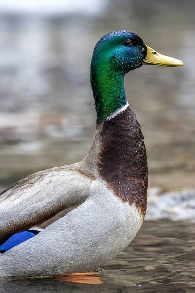 Mallard Wild Duck Anas Platyrhynchos Dabbling Duck — Stock Photo, Image
