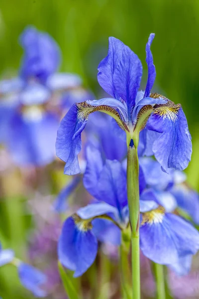 Flor Íris Azul Com Gota Água Close — Fotografia de Stock