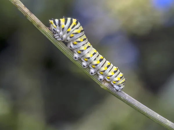 Polyxenes 东部黑凤蝶 美国凤蝶或防风凤蝶 是一个蝴蝶发现在北美洲的大部分 — 图库照片