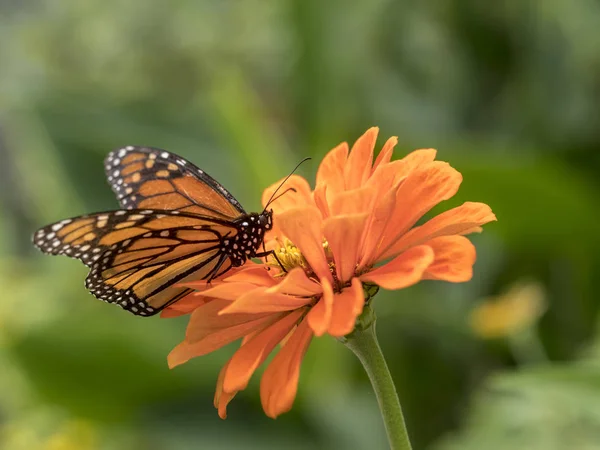 Monarch Kelebek Danaus Plexippus Nymphalidae Ailesindeki Bir Süt Çocuğu Kelebek — Stok fotoğraf