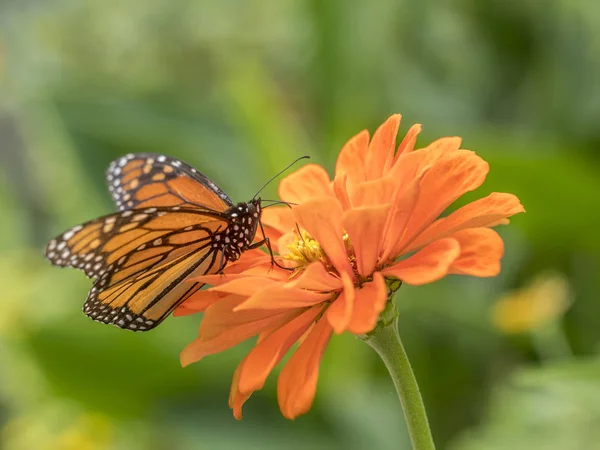 Monarkfjärilen Danaus Plexippus Milkweed Fjäril Underfamilj Danainae Familjen Praktfjärilar — Stockfoto